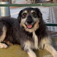 MILEI (Martina), chien à adopter