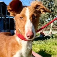 ATHENA (Martina), chienne à adopter