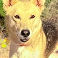 MARTINA (Maria), chienne à adopter