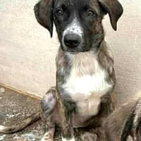 ISIS (Maria), chienne à adopter