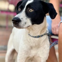 ENZO (Maria), chien à adopter