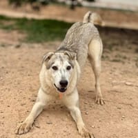 HUG (Maria), chien à adopter