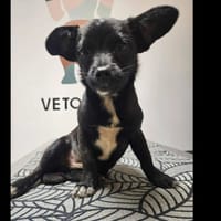 Atos, chien à adopter