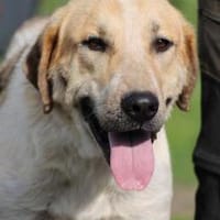 Courbet - sehr zutraulich u. liebenswert, Hund zur Adoption