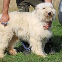 Rohin - zutraulicher Wuschelrüde, Hund zur Adoption