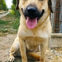 Margo ist ein ruhige Hundin, Hündin zur Adoption