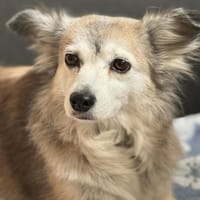 Sky - geht ins Herz, Hündin zur Adoption