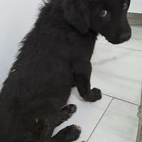 Merlin (jung, verspielt), Hund zur Adoption