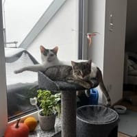 Schmusekatze ANNABELLE sucht!, Katze zur Adoption