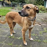 Hübsche Hündin Yuma 5 Jahre, Hündin zur Adoption