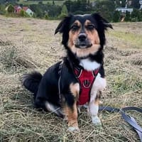 Sunny - intelligent&kooperativ, Hündin zur Adoption