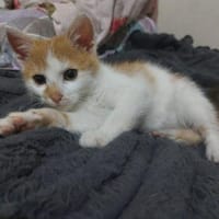 Rubble sucht großes Glück 💖, Kater zur Adoption