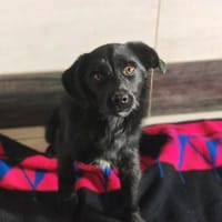 💕Aria💕sucht ihr großes Glück! 🐾❤, Hündin zur Adoption