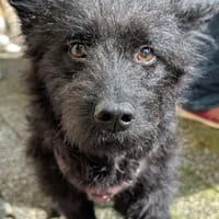 Mixi - lustige und charmante Hündin, Hündin zur Adoption