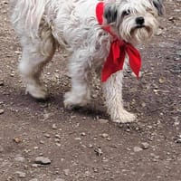 Flynn, Wuschel sucht Herzensmenschen, Hund zur Adoption