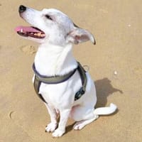 Lia  süße Maus wartet in PLZ 66127, Hündin zur Adoption