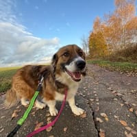 Clara sucht Ihre Menschen, Hündin zur Adoption