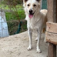 INDY 🐾❤ wunderschönes Mädchen, Hündin zur Adoption