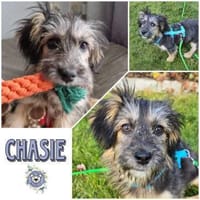CHASIE * liebenswerter Terrierbub, Hund zur Adoption