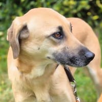 Daniela  plötzlich ist man Zuhause, Hündin zur Adoption