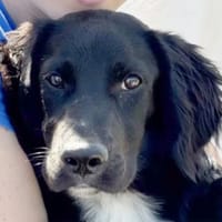 Traumhündin Beau 💖💖💖, Hündin zur Adoption