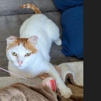 Coopi - lebensfrohe Halb-Ohr-Katze, Katze zur Adoption