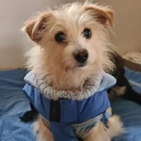 Kuschelige Flora sucht rüstige Rentner💖, Hündin zur Adoption