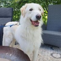 Albano - Notfall wartet in Wagenfeld, Hund zur Adoption