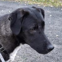 Dizzy sucht nach einem  Fürimmerzuhause, Hund zur Adoption