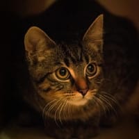 Pablo u. Raiko, Kater zur Adoption
