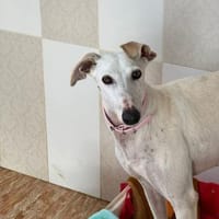 Leni, Hündin zur Adoption