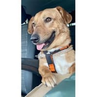 Jonte - wartet in 91054 Erlangen, Hund zur Adoption