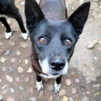 Nuri, so lieb und anhänglich!, Hündin zur Adoption