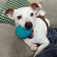 Pamela, verschmust, schlau, offen, Hündin zur Adoption