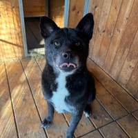 Lena, Hündin zur Adoption