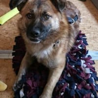 Lenny wartet in Nürnberg auf Besuch!, Hund zur Adoption