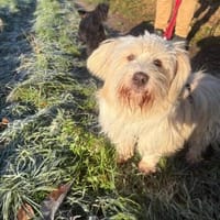 Yuki, ein  verspieltes Zwerglein, Hund zur Adoption