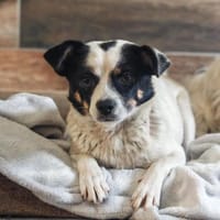 💕Buffy💕sucht ihre Menschen💕🐾, Hündin zur Adoption