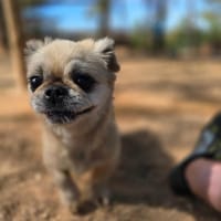 Fienchen auf Pflegestelle in Düsseldorf, Hündin zur Adoption