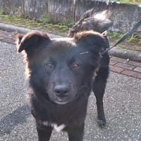 Nera Schmusemaus sucht ihre Menschen, Hündin zur Adoption