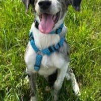 super lieber Merlin, Hund zur Adoption