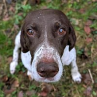 Deutsch Kurzhaar Hündin Helga sucht, Hündin zur Adoption