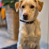 Olaf, Hund zur Adoption