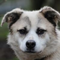 Pinti - goldiger, kleiner Jungrüde, Hund zur Adoption