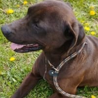 Liebenswerter Betjar wartet auf Euch, Hund zur Adoption