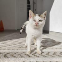 Kämpferin 💕Xenia💕sucht ihre Menschen, Katze zur Adoption