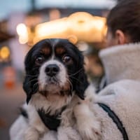 Foltos, tapferer Überlebenskünstler, ca., Hund zur Adoption