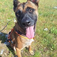 Knox, Hund zur Adoption