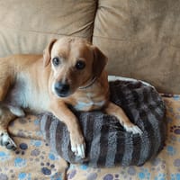 ALBU - herziger Dackelmix Rüde, Hund zur Adoption