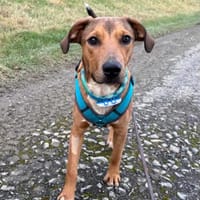 Barnus sucht seine Familie, Hund zur Adoption